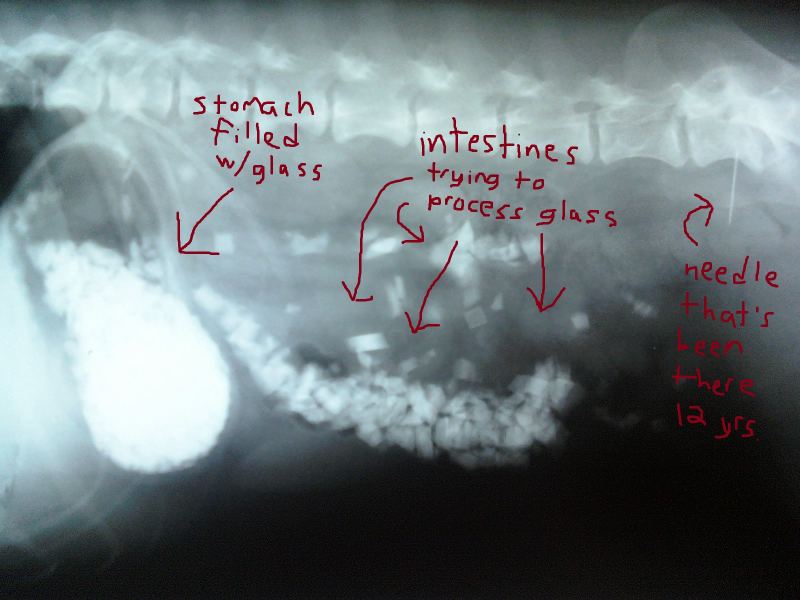 xray of dog stomach